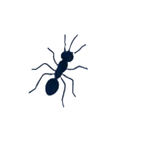 Ants