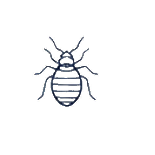 Bed Bugs